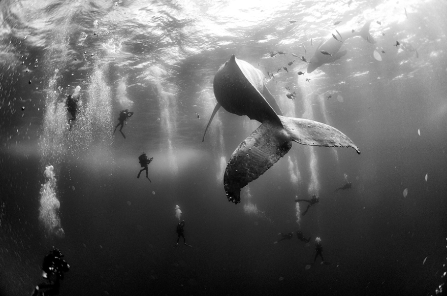Nature, 2e prix – Photos uniques Anuar Patjane Floriuk, Mexique Murmures aux baleines 28 janvier 2015. Une baleine à bosse et son nouveau-né nagent près de Roca Partida, petite île de l’archipel de Revillagigedo, au large de la côte Pacifique du Mexique. Durant la saison des amours, les eaux de l’île abritent la plus importante population de baleines à bosse, étant ainsi une destination prisée pour la plongée sous-marine. Ces îles volcaniques sont inhabitées, hormis une légère présence navale. Elles ont été déclarées réserve de la biosphère en 1994 et sont à l’étude pour devenir site du patrimoine naturel de l’UNESCO. 
